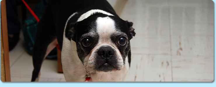 Jonesborough Animal Hospital