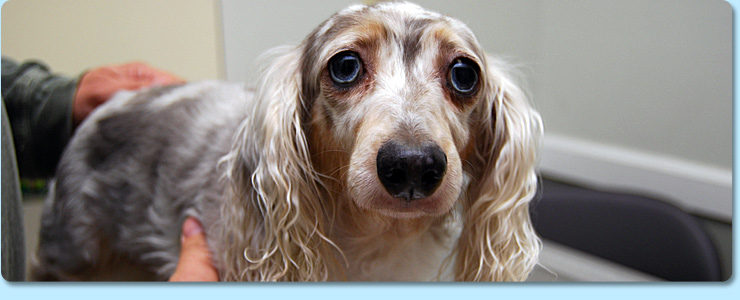 Veterinary Dermatology Care in Jonesborough TN Jonesborough Animal Hospital