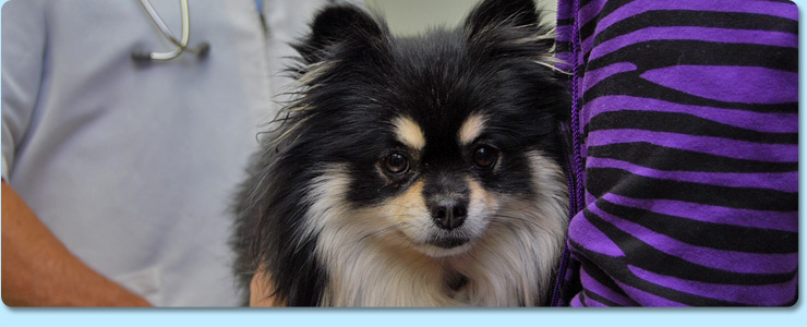 Jonesborough Animal Hospital