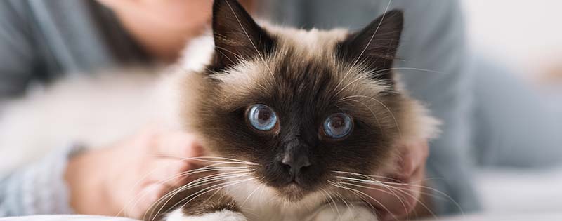 Cat veterinary-care Jonesborough, TN 37659